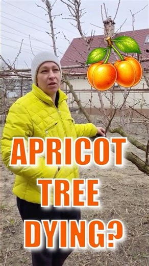 Apricot Tree Dying After Bloom? The Real Reason #garden #shorts