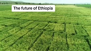 The Future of Ethiopia: prosperity Over1.1 million hectares land covered with irrigated wheat until today. Agricultural transformation is the way to our future. Our farmers: a true Ethiopians by action. We are building the future by action! The new face of Ethiopia!! Thank God!#abiyahmed #oromotiktok❤️💚❤️ #agriculture