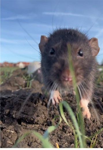 Meet My Trained Rats: Exploring Their New Field