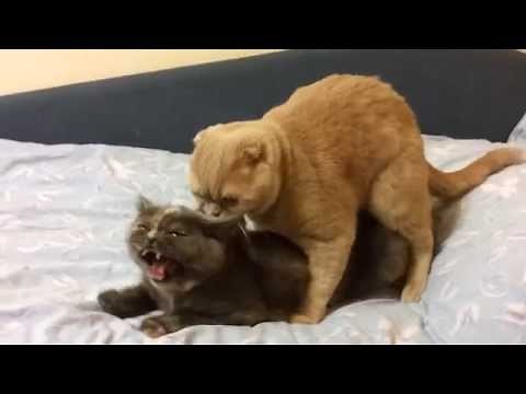 Ridiculous cats mating Part II (loud).