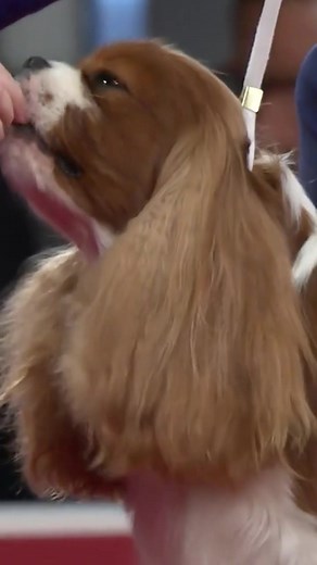 Stephen the Cavalier King Charles: A Show Dog Story