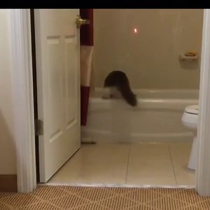 laser pointer for cats