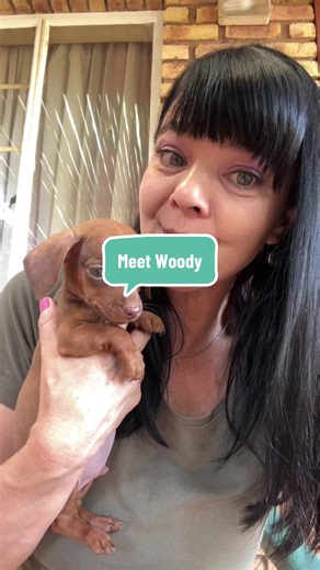Meet Woody: Nicole's Adorable New Dachshund Puppy
