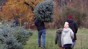 Für viele Familien Tradition: Weihnachtbaum selbst fällen