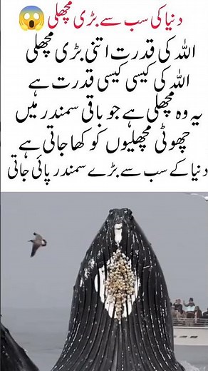 World’s Biggest Fish Ever Discovered | The Giant of the Ocean