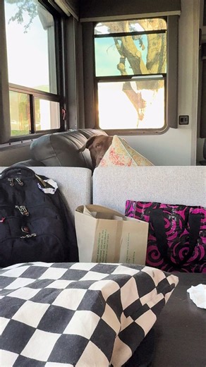 Chocolate Lab: The Loyal Companion Always Watching