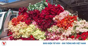 Hoa hồng tăng giá "chóng mặt" trước ngày 8/3