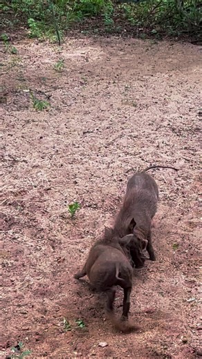 Siblings: The only people in life that you are constantly upset about, but still love more than anything. 🤗 #wildlifeonearth #animals #adventure #nature #adventuretime #animalsofinstagram #wild #explore #natgeotravel #getaway #southafrica #exploremore #nyalaluxurysafaritents #naturelover #experience #adventures #natgeo #wilderness #marlothpark #holiday #wildanimals #natgeowild #bbcearth #siblings #siblinglove #pig #challenges #piglet #warthog #love | Nyala- Luxury Safari Tents