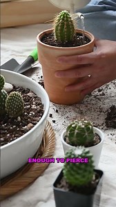 The Venomous Killer of Coral Reefs