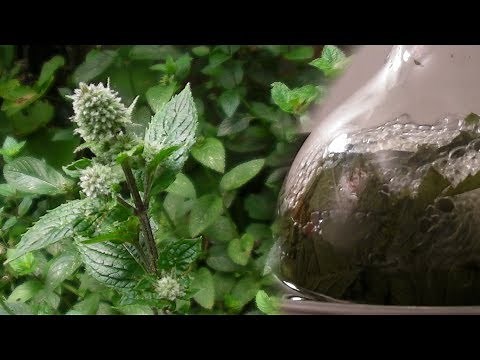 Steam distillation of peppermint