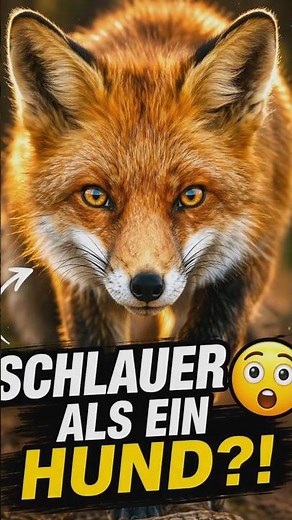 Dieser Fuchs ist schlauer als ein Hund! 🦊😳 Unglaubliche Tierfakten #fuchs