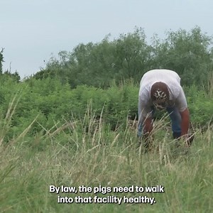 Steve joins ranch manager and wildlife biologist Ben Binnion for a couple of days during his annual pig roundup to learn about the other side of the Texas hog story. 🇨🇱 | MeatEater