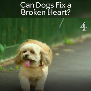 Following the death of his lifelong partner, Alan decides he needs a new companion. | Channel 4