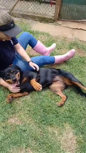 Meet Medunsa – Our Stunning Purebred Rottweiler with a Heart of Gold Medunsa is the perfect combination of strength and sweetness. With her natural charm and undeniable charisma, she captures hearts the moment you meet her. She is incredibly loving, soft, and gentle, yet wonderfully clever and eager to connect with those around her. At just 2.5 years old, Medunsa is full of life and affection, making her an ideal companion for a loving home that will cherish her loyalty and intelligence. Come an