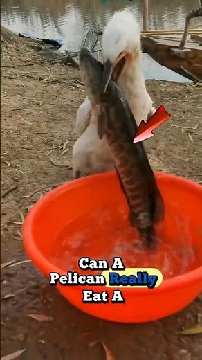 Unbelievable! Pelican Swallows Massive Fish Whole 🐟✨ #fishing #fishtrap #fish