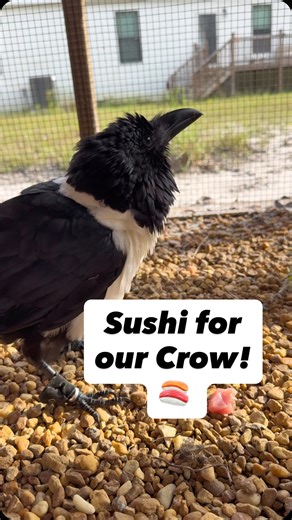 Did you know that crows are omnivores? Trixie, our African pied crow, enjoys a wide variety of different protein sources. Today’s breakfast? Tuna! She also regularly gets quail, mice, chicken, ground beef, and even venison! #birds #animals #crow #crows #crowsofinstagram #corvids #wildlife #zookeeper #animalcare #bird #birds_nature #birdsonearth | Dark Wings Wildlife & Education