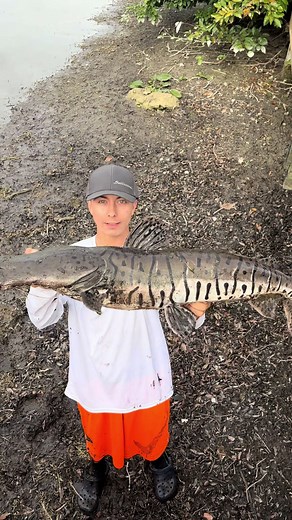 Rarest exotic In Florida on 6 pound mono with a zoom worm | big mouth sleeper fish