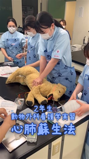 ヤマザキ動物看護専門職短期大学 on Instagram: "【2年生 動物外科看護学実習✨】 2年生の動物外科看護学実習の様子をお届け🐾 今回の授業は、心肺蘇生法💓本学併設の動物病院で院長を務める獣医師の高柳准教授の指導のもと、もしもの事態に備えた対応方法を学びました！ #学内実習 #動物看護師 #動物医療 #愛玩動物看護師 #外科 #ヤマザキ動物看護専門職短期大学 #心肺蘇生法 #学校生活 #キャンパスライフ #ドックトレーナー #ドッグトレーニング #グルーマー #トリマー #動物看護 #動物病院 #専門職大学 #専門職 #短大"