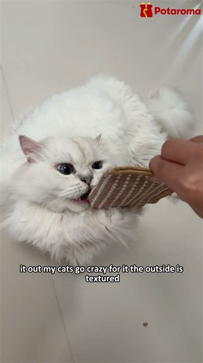 Cats need this toy!