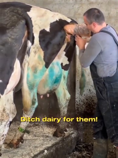 The Truth About Dairy Cows' Lives and Abuse