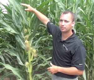 Corn School - Using Fungicides to Help Your Corn Hold Up Under Summer Stresses