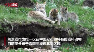 10K views · 242 reactions | Cute alert！ Precious footage show a family of Chinese desert cat playing in Haiyan County, NW China's Qinghai Province. As the only cat species living only within China, they're solitary and with only a small population. | China News 中国新闻网 | Facebook