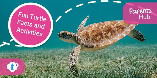 Fun Turtle Facts and Activities - Twinkl