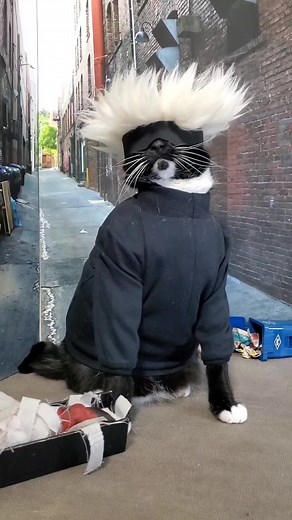 7.3K views · 482 reactions | “Are you the fluffiest because you’re Gojo Satoru? Or are you Gojo Satoru because you’re the fluffiest?” #JujutsuKaisen | Cat Cosplay | Facebook