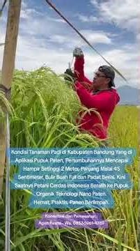 Padi Tumbuh Setinggi 2 Meter Hasil Aplikasi Pupuk PATEN || #petanipadi #pupukorganik