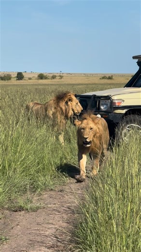 INSPIRE TANZANIA SAFARIS 🇹🇿 on Instagram: "BOOK NOW A 12-DAY THRILLING KENYA &TANZANIA WILDLIFE SAFARI COMBINED WITH ZANZIBAR ISLAND EXCURSION🇰🇪🇹🇿 For anyone looking for ultimate safari experience,this 12-day luxury safari to Tanzania and Kenya is the answer,this safari combines the highlights of both East African safari destinations and beach holiday. You will spend an extended amount of time in the Masai Mara National Reserve.You will also enjoy additional game drives in Amboseli Nationa