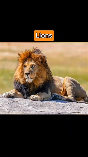 Animals with down syndrome 😳 #animals #downsyndrome #fblifestyle | Easy PodCast