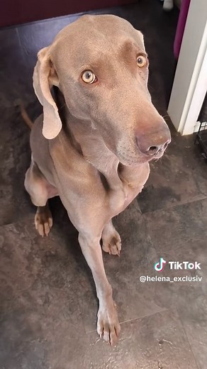 Weimaraner Training Process with Charlie