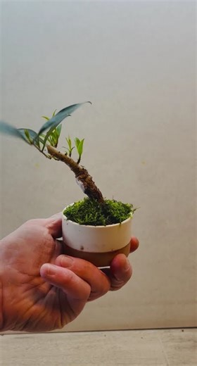 Privet mame bonsai #shorts