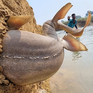 15M views · 166K reactions | Amazing Traditional Village River Big Monster Mud Hill Stuck Fish Finding & Catching By Hand #fish #fishing | Fisherman Animal Lover-Original | Facebook