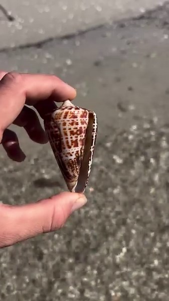 Spectacular, Alphabet cone. Wish you were here… #shellingtours #perfectday #cone #cones #alphabet #shelling #shells #coastal #paradise #paradisecoast #seashell #loveflorida #beachfun #shellcollecting #swfl #saltlife #salty #patterns #mothernature #nature #sealifeVideo taken by Team Member Capt Colt | Reel Kind Fishing and Tours