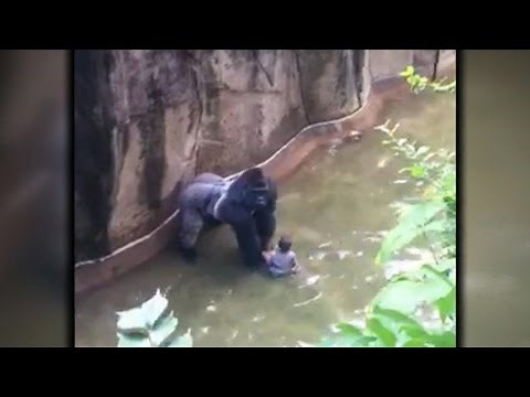 Ohio zoo defends killing gorilla after boy trapped