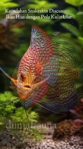 Snakeskin Discus || ikan hias air tawar