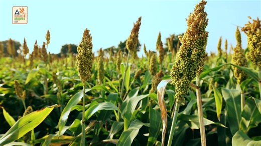 Millets in Indian rituals and festivals: Millets have always held deep cultural significance in India. We take a pan - India look to see the varied ways in which millets are woven in the cultural fabric of the nation #MissionMillets | News18