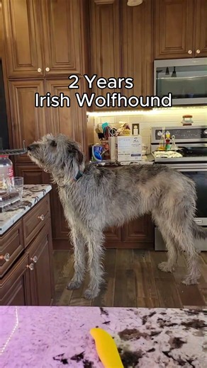 Black German Shepherd OR Irish Wolfhound #animals #aura #dog