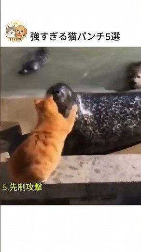 強すぎる猫パンチ5選