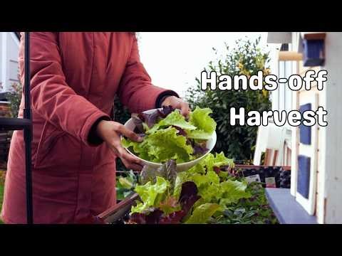 Easy, Quick, Low Maintenance Crops for your Fall Kitchen Garden