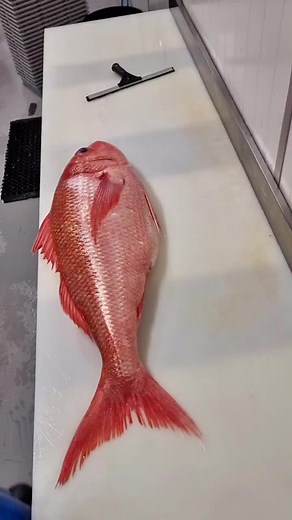 Expert Guide to Filleting Ruby Snapper Fish