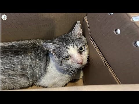 Unwanted and set to be euthanized, this poor cat has shown everyone what true life is