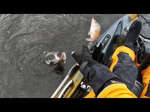 White Perch Fishing Frenzy (Non-Stop Bite)