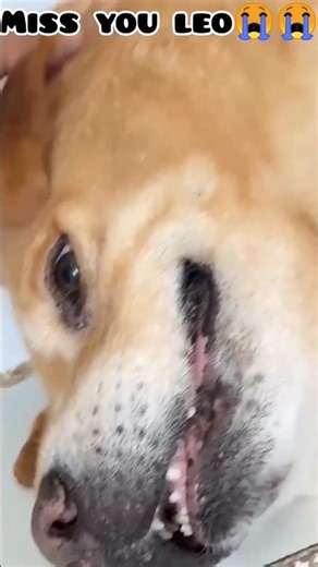 Pray for Leo 🤞😭😭😭😭😭 ‪@AnantRastogi‬ #ripleo #leodeath #leokivideo #sad #foryou