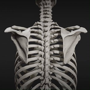 1.3K views · 44 reactions | 360° animation of the scapulae bones. We are developing an accurate 3D model of human anatomy. If you would like to track our progress - give us a follow. Have any questions or feedback? Leave a comment! #shoulderblade #scapula #anatomie #anatomystandard #medicalart #medicineart #3dmedical #anatomy3d | Anatomy Standard | Facebook