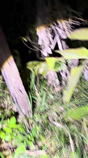 Descending from the jaguar waiting area