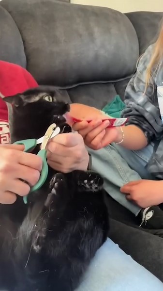 Cute Animals Captured in Fun and Playful Moments