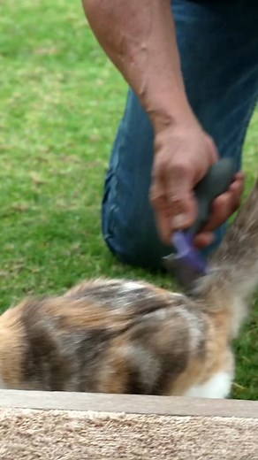 31K views · 748 reactions | Dad duties. 﫡 Stream season one on Plus! #DadDuties #Brushing #Cat #Dad #SylvesterStallone #TheFamilyStallone | Stallone Family | Facebook