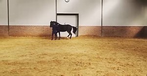 The patterns you can create in the ground work, help to shape the thoughts in the riding.. . Here with #Wally he's practising a little piaffe in hand. The piaffe here is not the important part though. It's the ability to let him feel the reward for his effort at precisely the peak moment, let him feel the pause, bringing awareness to the achievement, followed by a very relaxed casual walk of certainty and satisfaction. . Being truly present in this moment is what I surrender to, no preconceived 